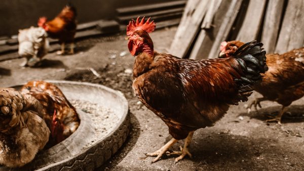 Tiras de pollo rebozadas