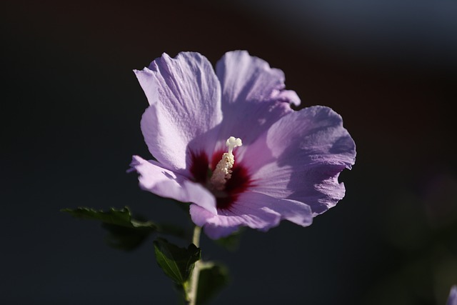 Hibisco propiedades espirituales