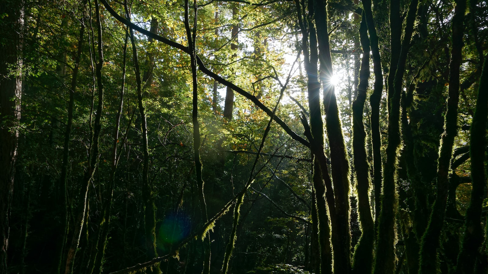 Diferencia entre nutella y nocilla