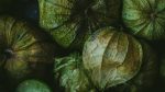 Physalis fruta
