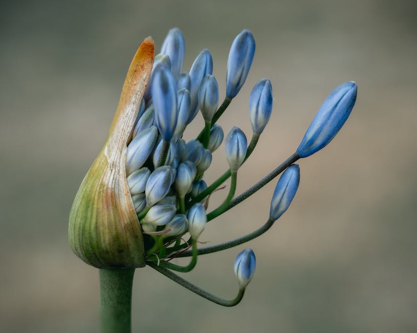 Psyllium husks
