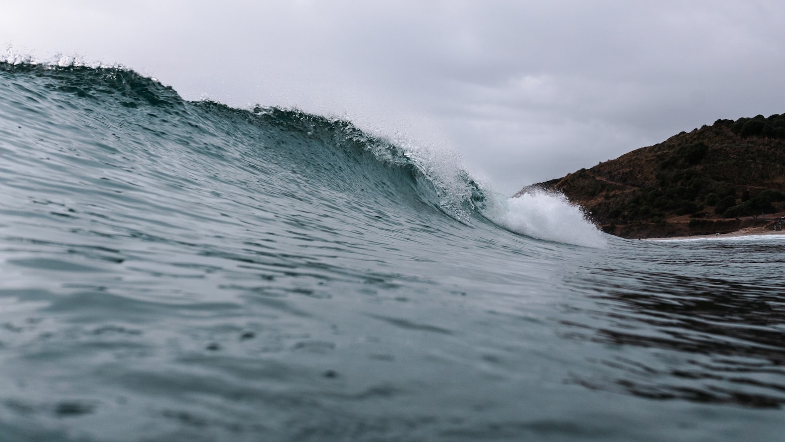 Te verde por la noche