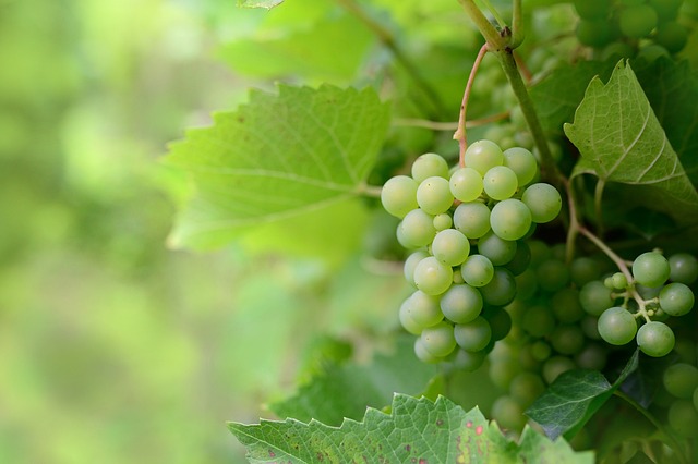Uvas sin pepitas propiedades