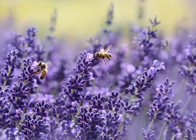 Abejas en casa que hacer