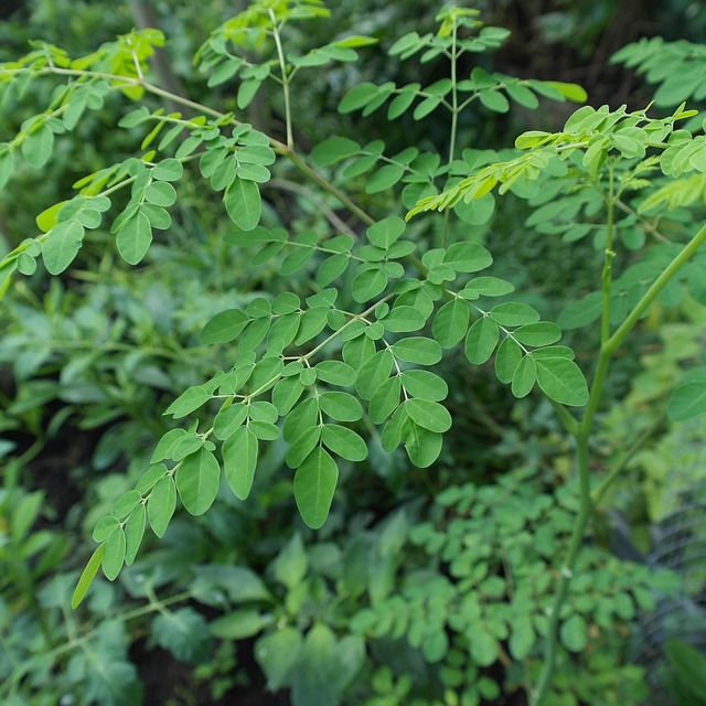 Moringa del sur