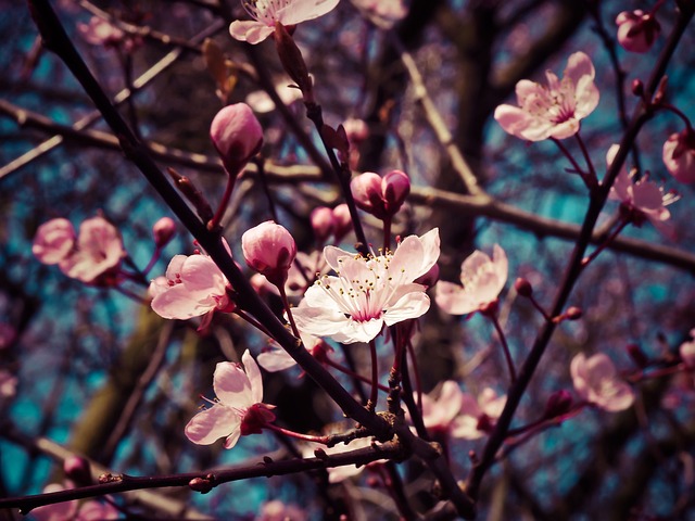 Almendras californianas