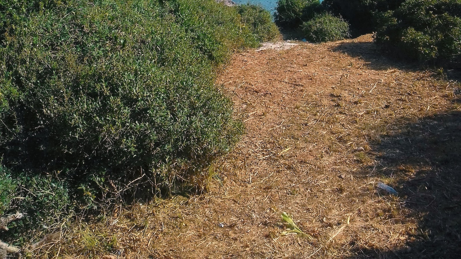 Azucar de caña sin refinar