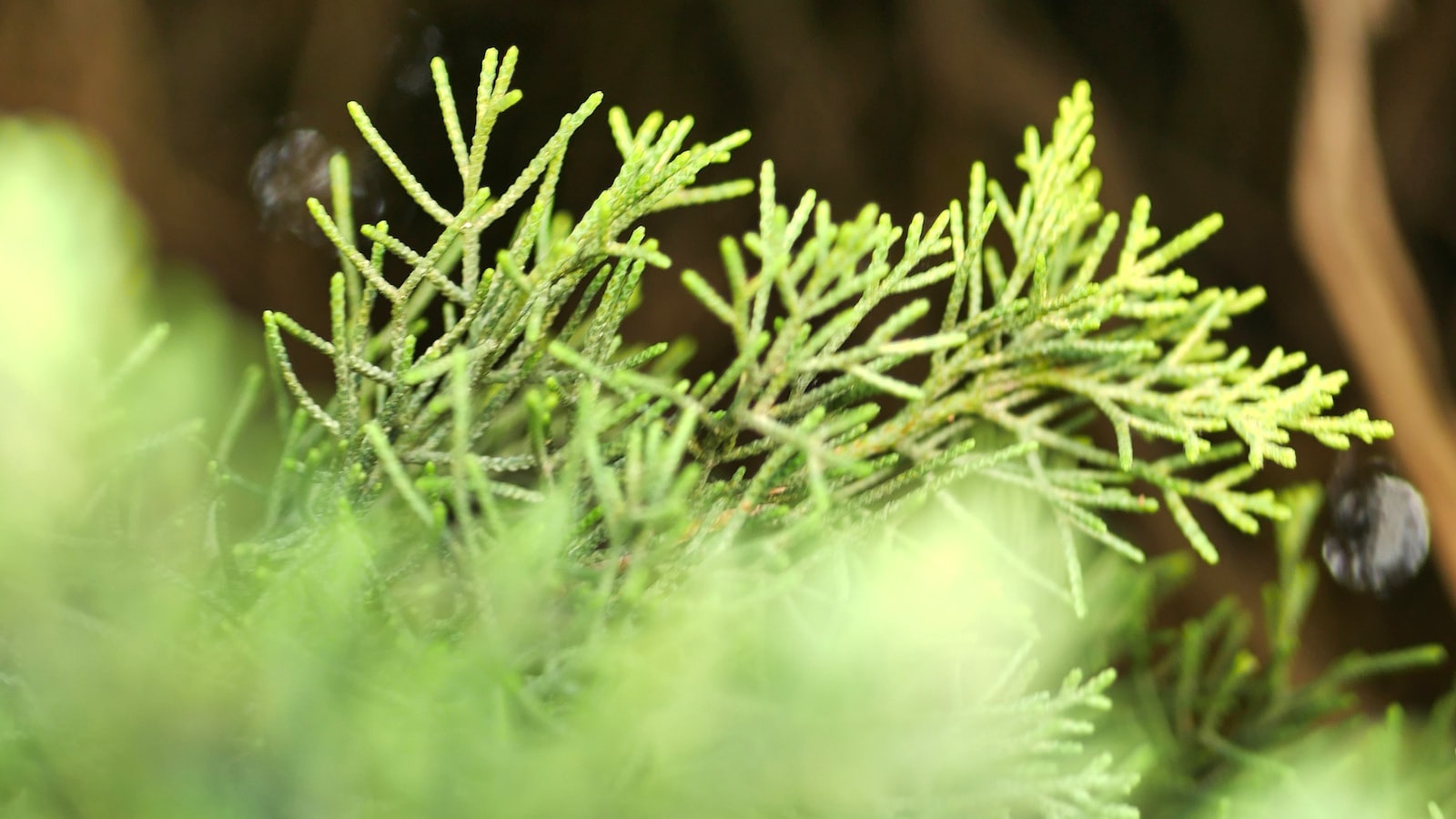 Como rebajar el picante