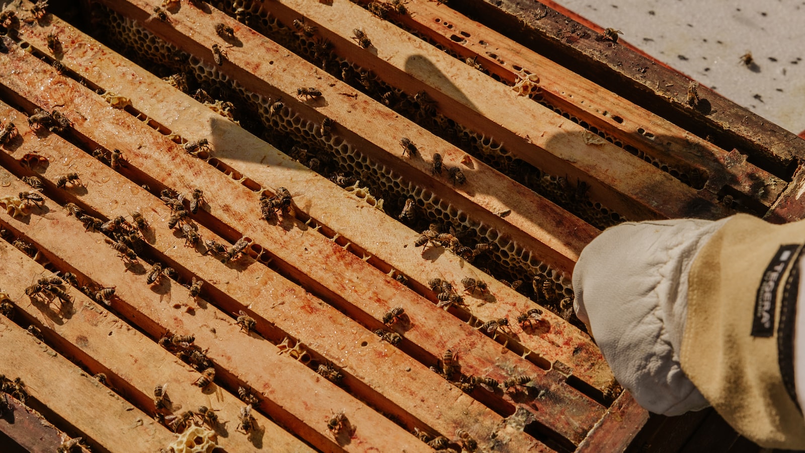 Colmena natural de abejas