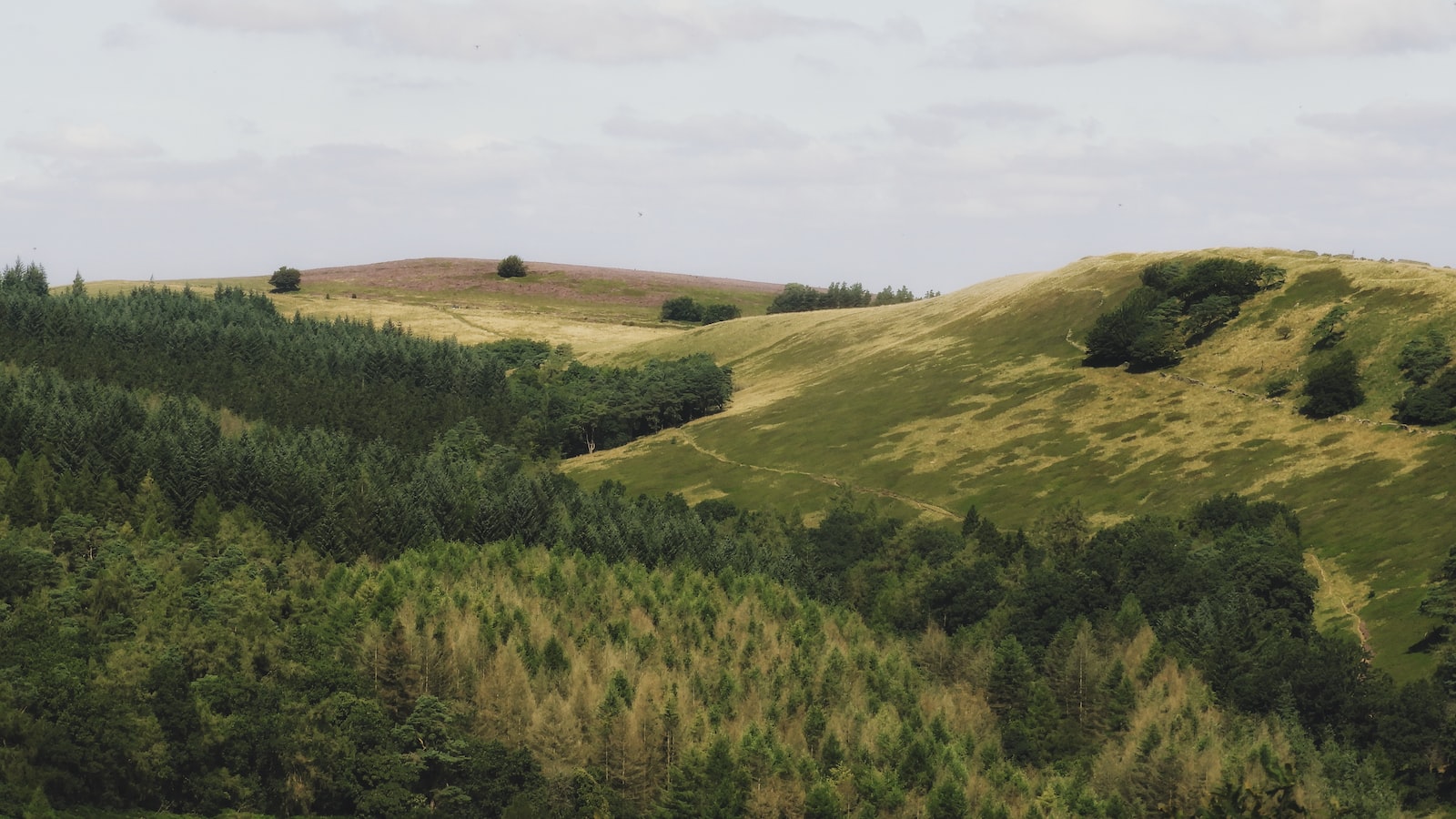 Datiles estreñimiento