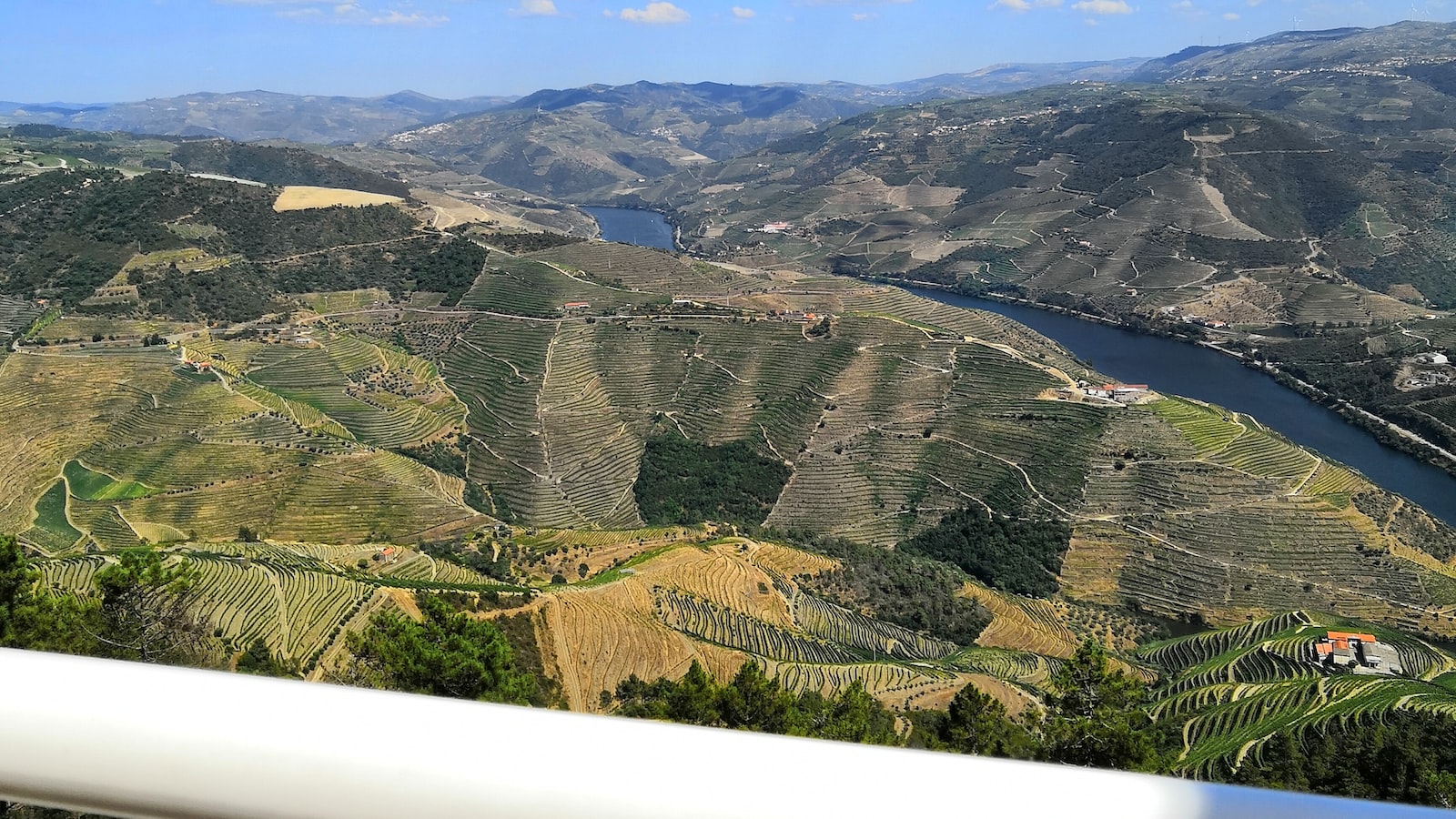 Harina de centeno tiene gluten