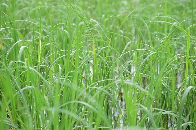 Arroz basmati nutricional