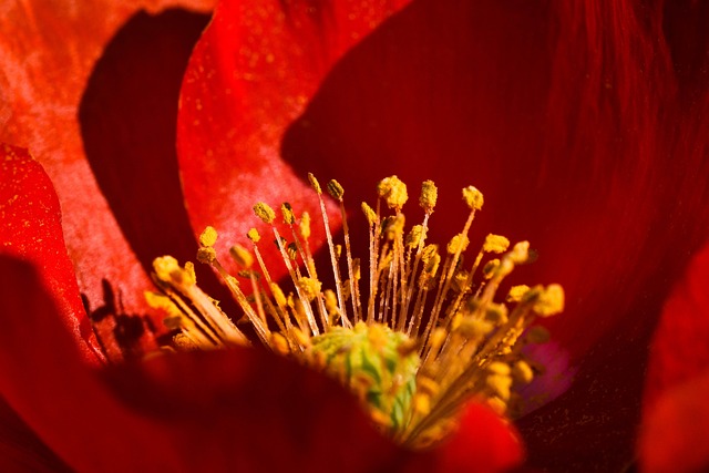 Semillas de adormidera