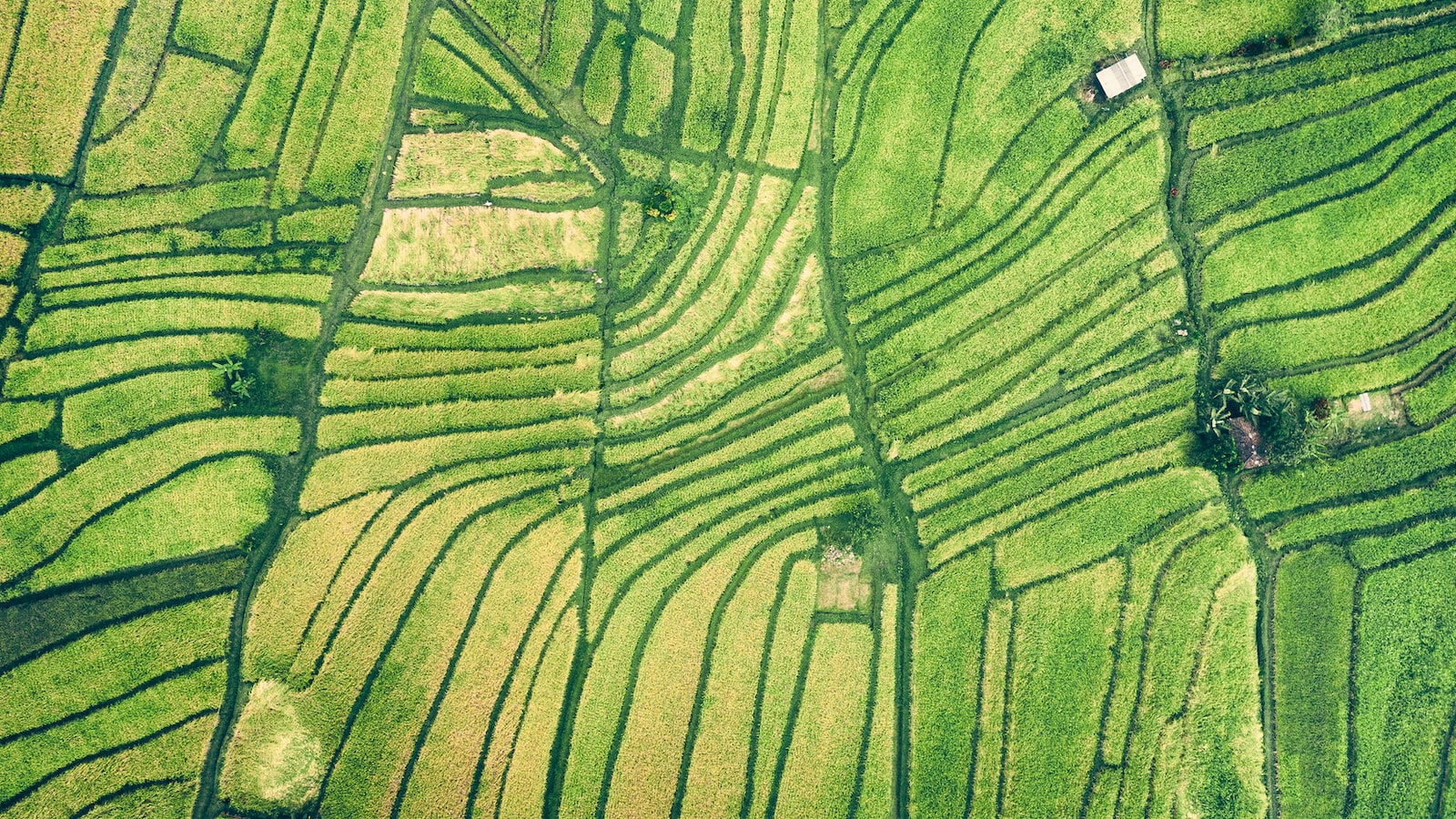 Cuscús integral tiempo cocción