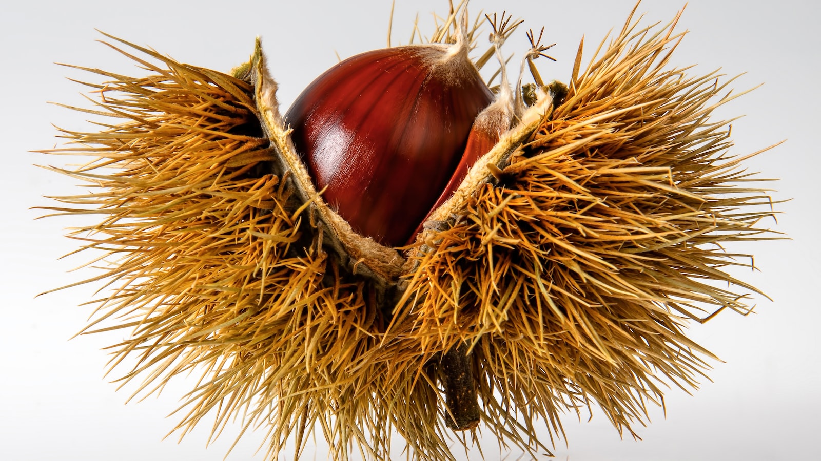 Las castañas cocidas estriñen