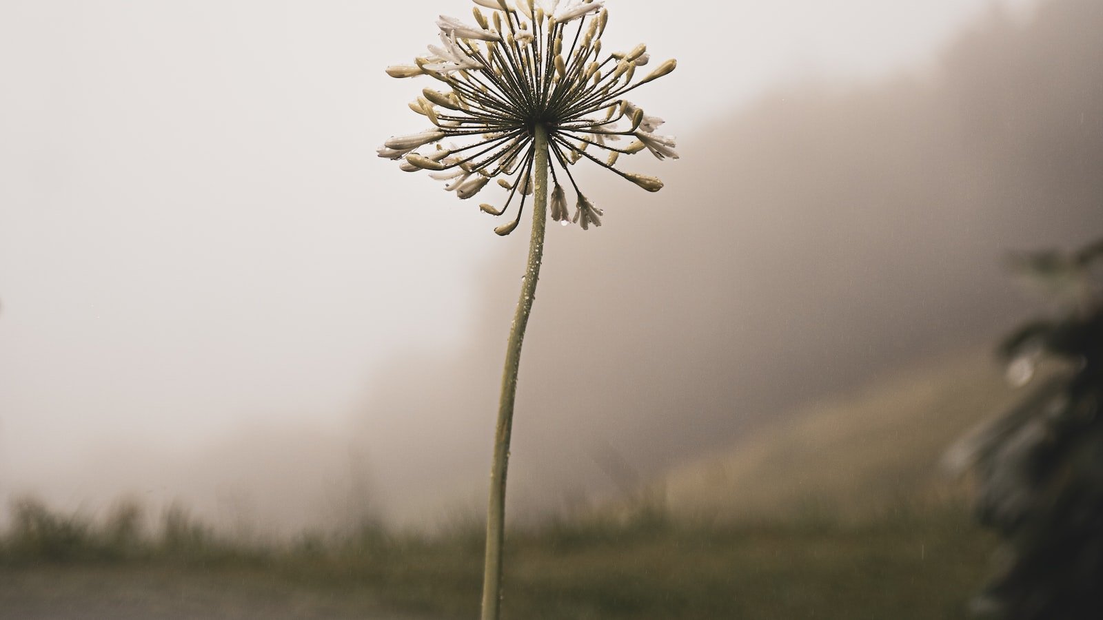 Lenteja flor