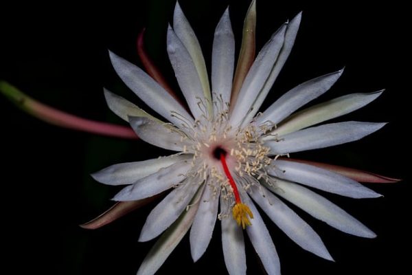 Pipas de girasol nutrientes