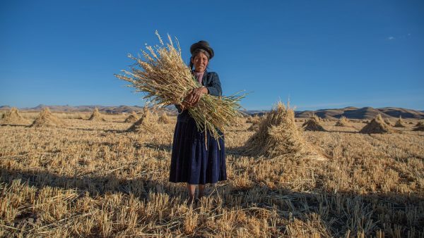 Salvado de avena o copos de avena
