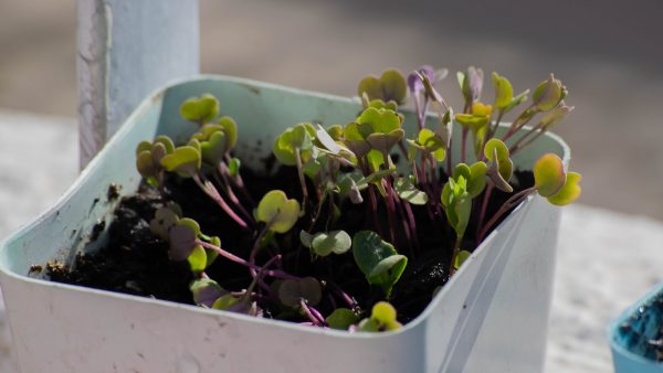 Alimentos ricos en fibra insoluble