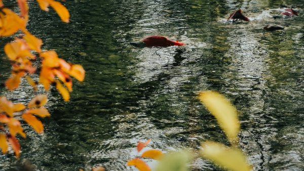 Como hacer nigiris de salmon