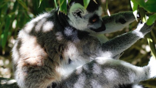 Tortilla de patatas para dos personas