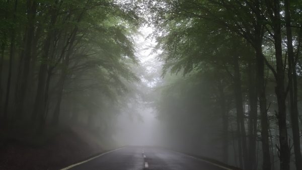 Jalea real cual es la mejor