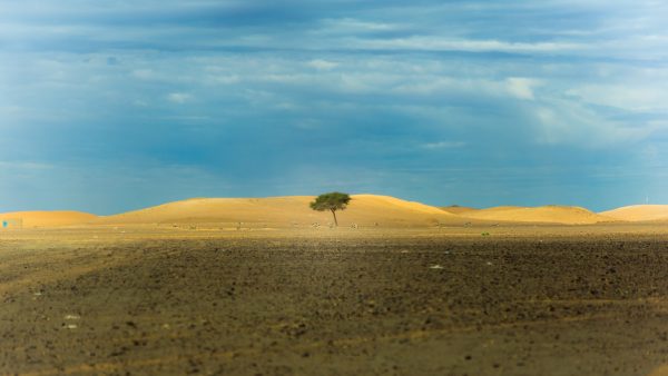 Frutos secos caramelizados con miel