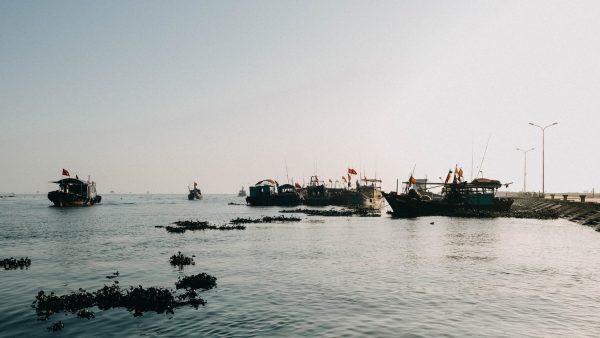 Que es el arroz thai