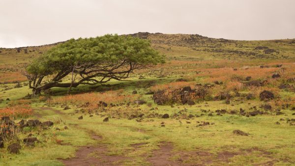 Tostar harina de almendra