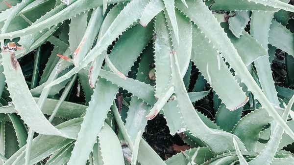 Propiedades aloe vera bebida