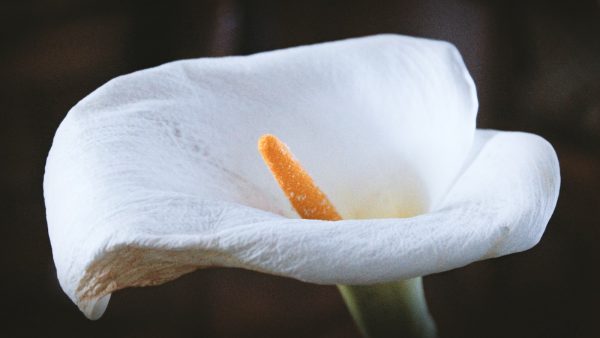 Frutos secos y semillas