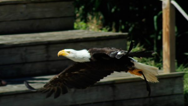 La mejor receta de pan de molde casero