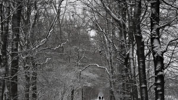 1. ¿Qué es el Datil en Rama?