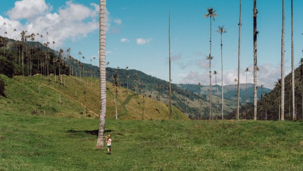 Semola de trigo sin gluten