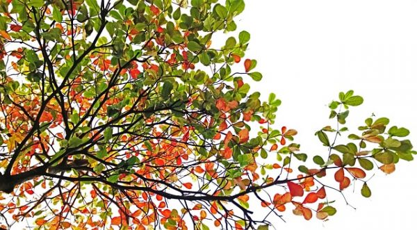 Como se tuestan las almendras