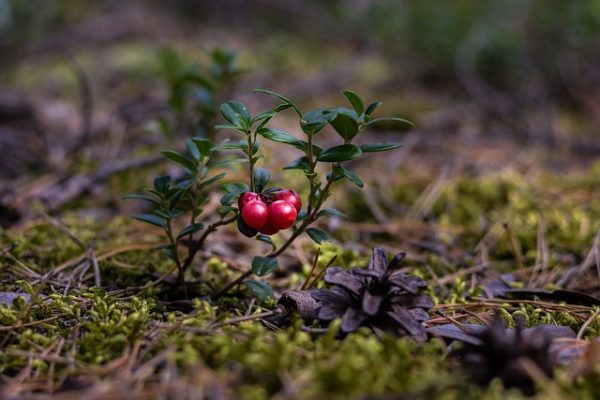 Arandanos rojos calorias