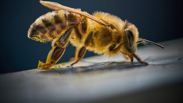 Abejas en casa que hacer