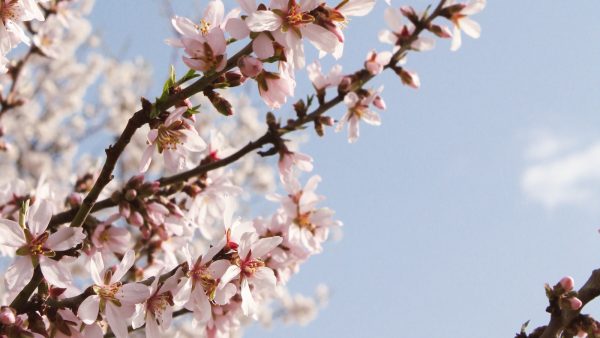 Almendras propiedades y contraindicaciones