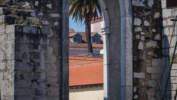 Habas de mungo propiedades