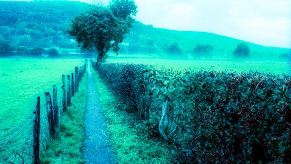 Infusión de orégano y miel