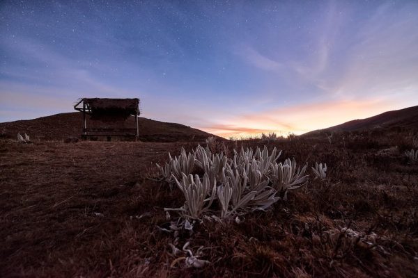 Acido folico para plantas