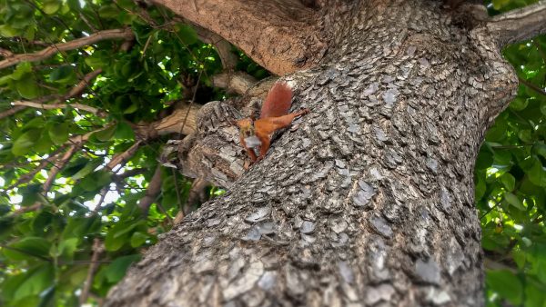 Almendras californianas