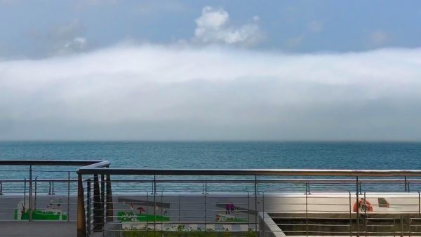 Te chai propiedades y beneficios