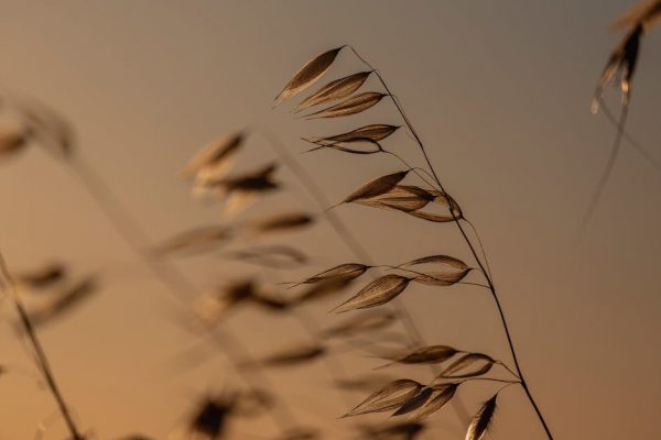 Como pelar almendras naturales