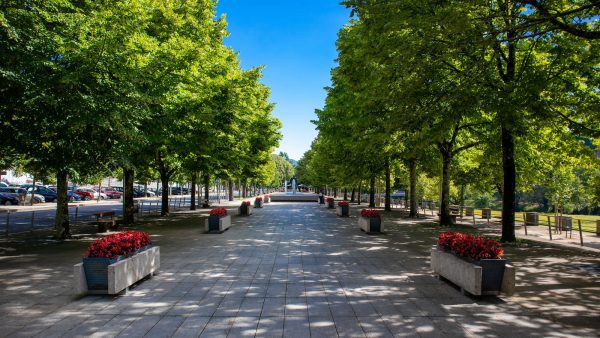 Té verde con miel de manuka