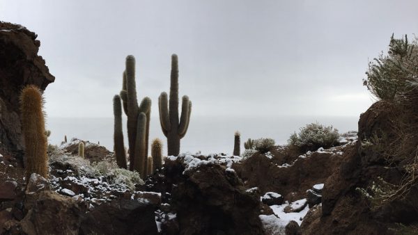 Panellet de piñones