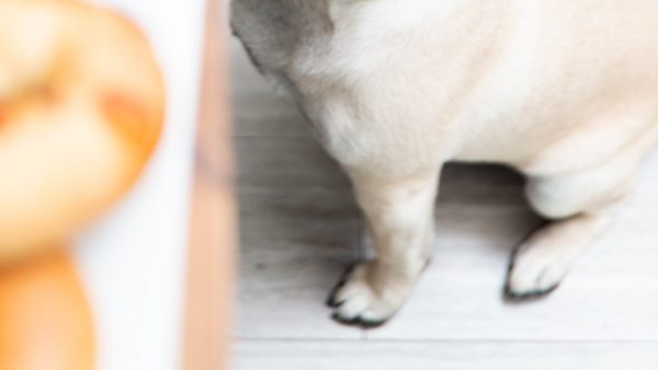 Propiedades de la leche alpiste