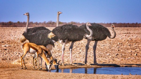 Sustituto pan rallado