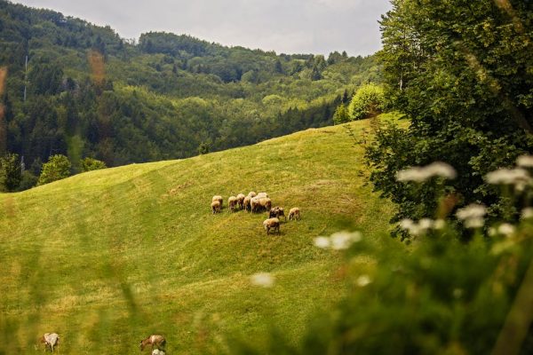 Recetas con soja verde