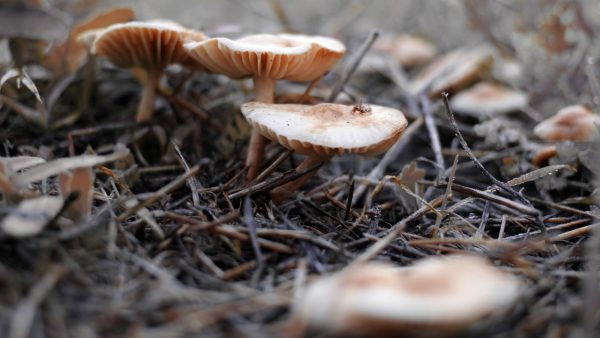 Jalea real con ginseng